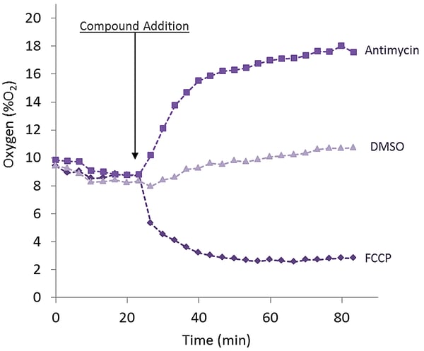 Fig. 3: Monitoring intracellular O2 concentrations in a fully conﬂuent monolayer of HepG2 cells.