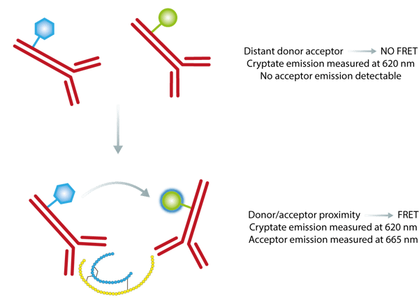 Fig. 2: Principle of the HTRF insulin assay. In the absence of insulin no FRET is occuring and only the donor will give a signal. The binding of both antibodies to insulin results in physical proximity, FRET occurs and acceptor emission can be detected. Ratiometric measurements reduce well to well variation.