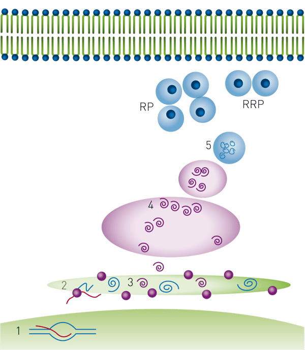 Fig. 1: Insulin production and storage. Key biological steps in insulin production: 1) Transcription, 2) translation and translocation to the endoplasmic reticulum, 3) folding and signal peptide cleavage 4) Golgi transport and packag ing into secretory vesicles 5) cleavage to produce mature insulin. Mature insulin is stored in dense-core granules in two populations: RRP = ready releasable pool and RP = reserve pool.