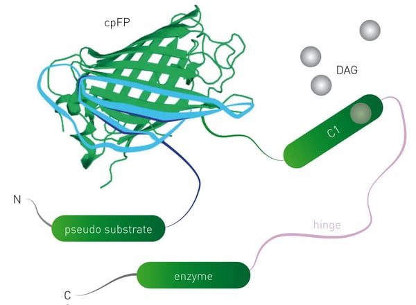 Fig. 1: Schematic of DAG sensor. Upon binding DAG, the sensor undergoes conformational changes that lead to changes in ﬂuorescence intensity of the engineered sensor.