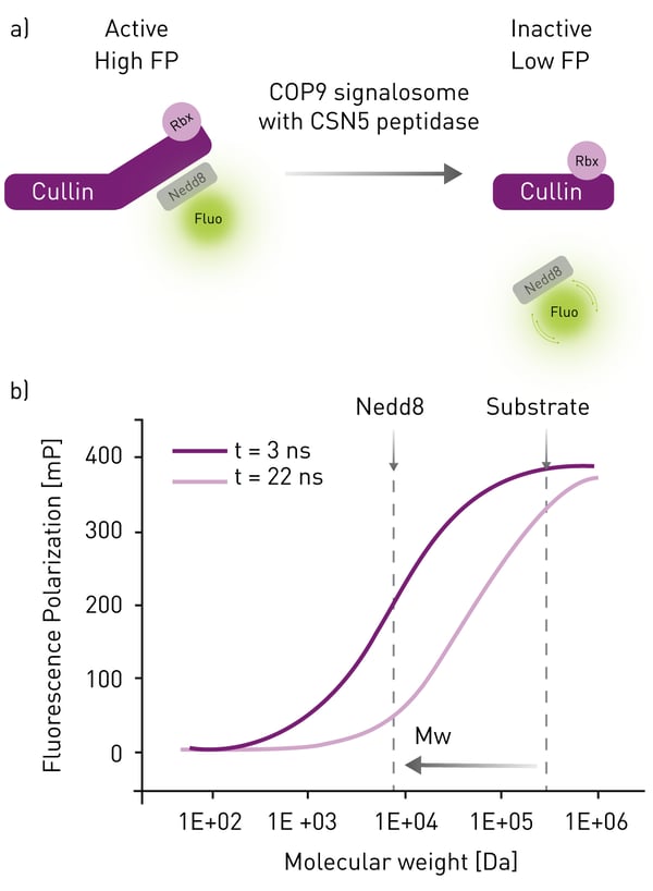 Fig. 2: Schematic representation of the CSN activity assay. (a) Assay principle (b) Graphical representation of the relationship between the FP value, the molecular mass and the ﬂuorescence lifetime of the FP probe.