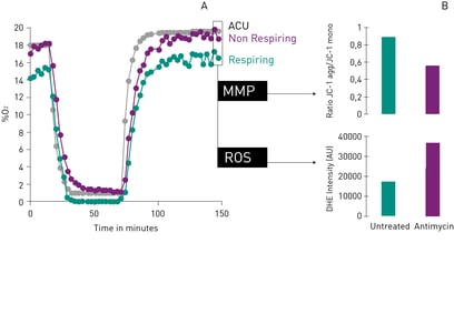 Fig. 4: Multiparametric analysis of Cor4U cells during in vitro ischemia-reperfusion validating multiplexed measurement of MitoXpress Intra and JC-1/DHE. Cell oxygenation traces describe depth and duration of Cor.4U ischemia-reperfusion (A) with parallel monitoring of MMP and ROS (B).