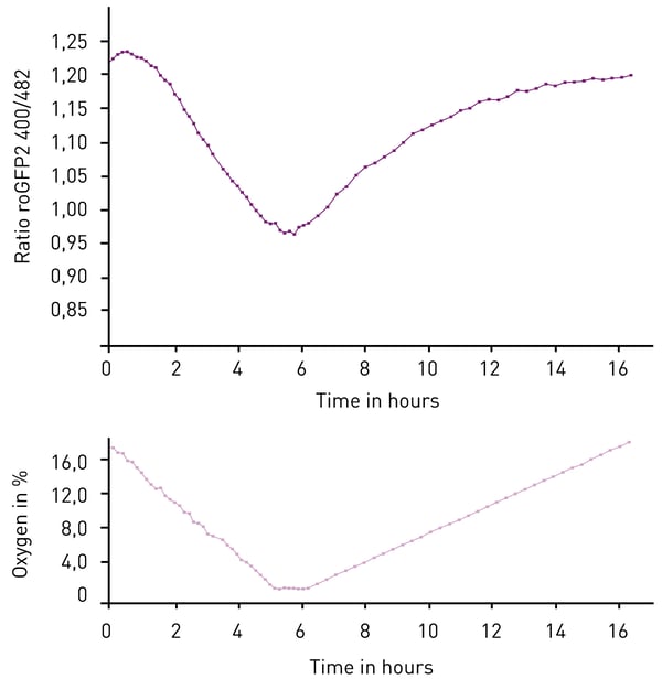 Fig. 2: The inﬂuence of oxygen availability on the redox state of a mitochondrial peroxiredoxin-based probe. Oxygen pressure modulates the redox state of a genomic-integrated Mito-roGFP2-Tsa2∆CR probe. roGFP2 oxidation is represented by 400nm/480nm ratio and indicative of H2O2 generation.
