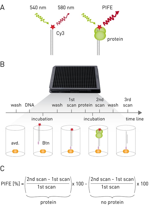 Fig. 1: Detecting protein-nucleic acid binding by mwPIFE. (A) Fluorescence is enhanced when a protein binds in the physical vicinity of Cy3. (B) Experimental workﬂow of mwPIFE. Neutravidin is coated on a microwell plate to bind biotinylated oligonucleotide. The ﬂuorescence of a bound oligonucleotide is measured with the FLUOstar Omega. After incubation with protein a second scan is performed. An optional washing step is followed by a third scan. (C) Formula used to calculate PIFE. Figure adapted from Valuchova et al.