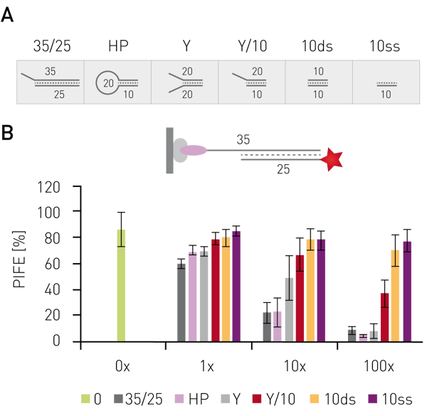 Fig. 3: Structure speciﬁc binding of XPF/ERCC1. (A) Structure of competitor oligonucleotides. Number indicate lenghts of oligonucleotides. (B) Competitors were added to DNA-probe-protein complex in 1x, 10x, and 100x excess and PIFE values were calculated. Data published in Valuchova et al.