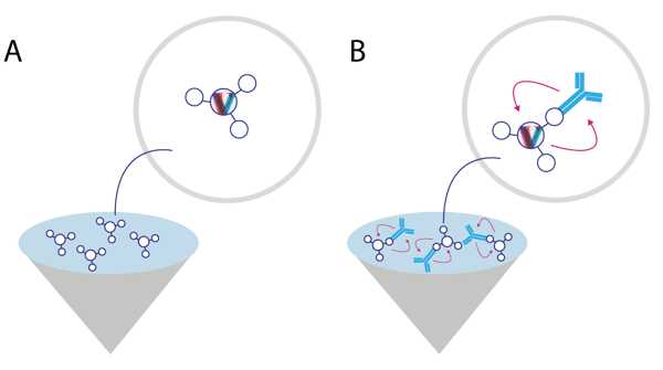 Fig. 1: Assay schematic of Valita™TITER assay for IgG quantiﬁcation using ﬂuorescence polarization: Each well of the 96-well Valita™TITER plate is pre-coated with a ﬂuorescently labelled IgG binding peptide, protein G (A). IgG sample binds to the peptide and binding is measured via ﬂuorescence polarization and rotational diffusion (B).