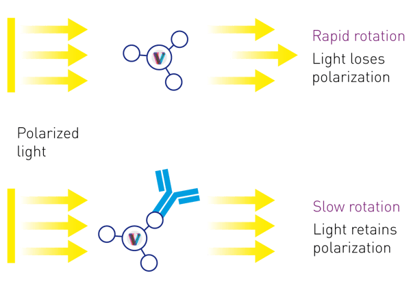 Fig. 2: Assay Principle: The assay applies ﬂuorescence polarisation to quantify IgG. Concentration is measured by detection of changes in light polarisation caused by molecule rotation. Small, unbound molecules rotate rapidly in solution, while large, bound molecules rotate slowly.