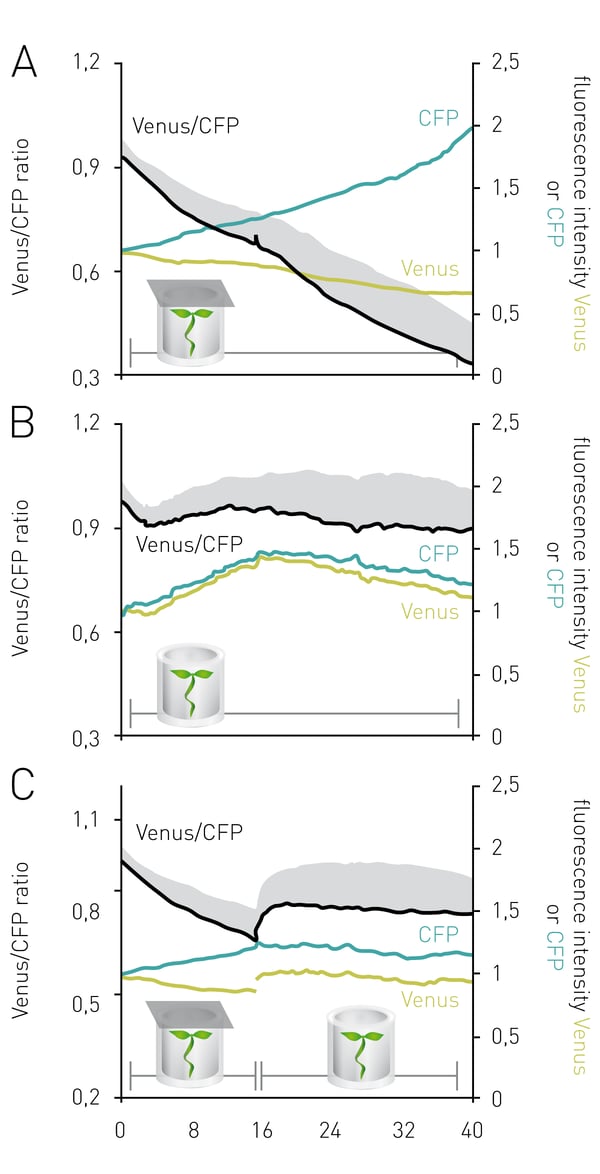 Fig. 2: Plant cytosolic MgATP dynamics under low oxygen stress. Ten-day-old Arabidopsis seedlings expressing cytosolic ATeam and grown in vitro were submerged in assay medium. Three seedlings in each well were excited at 435±10 nm and the emission of CFP (483±9 nm) and Venus (539±6.5 nm) was read using well multichromatics. Wells in (A) were sealed with a transparent film to limit oxygen resupply; wells in (B) were left unsealed as a control and wells in (C) were ﬁrst sealed and then un-sealed after 16 h to allow re-oxygenation of seedlings. Each panel shows the normalized Venus/CFP ratio (black, primary axis) averaged from 12-16 wells. Error bars (grey) are SD. Additionally, each panel shows the normalized emission intensities of Venus (yellow) and CFP (cyan) averaged from the same wells (secondary axis). Figure adapted from Ref. 2.