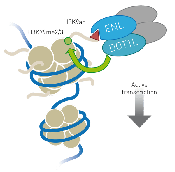 Fig. 1: YEATS domain of ENL/MLLT1 links histone acetylation to methylation and active transcription via its interaction with DOT1L (1,4).