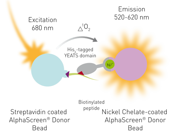 Fig. 2: Mode of action of AlphaScreen assay.