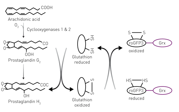 Fig. 1: NSAID biosensor cell line: In absence of NSAID, COX catalyzes the reaction of the substrate arachidonic acid to reactive intermediate lipid peroxides. These can be detected via the Grx-roGFP3 redox sensor.