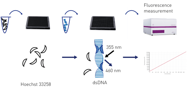 Fig. 1: Hoechst 33258 ﬂuorescence is increased upon binding to dsDNA.