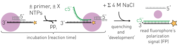 Fig. 2: Enzymatic RNA synthesis assay - Workﬂow. Inﬂuenza polymerase (FluPol, purple sphere) activated by 5’ RNA and bound to the 3’ template RNA (labelled by FAM- Ex-5 at its 5’ end) is incubated with NTPs and optionally a primer or generally a molecule X whose effect on RNA synthesis is to be monitored. The reactions are quenched by addition of 4 M NaCl which perturbs polymerase-RNA-interactions but permits RNA-RNA-interactions. Fluorescence polarization (FP) is directly proportional to the ratio of fulllength product RNA over labelled template RNA. Modiﬁed from (2).