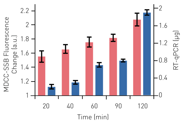 Fig. 4: Fluorescence intensity of MDCC-SSB upon binding to mRNA following in vitro transcription (red). Reactions were prematurely terminated up to 120 min. Performance of the biosensor was compared to quantiﬁcation by RT-qPCR (blue)