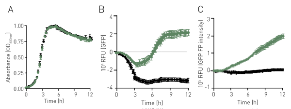 Fig. 2: Absorbance (A), Fluorescence (B) and Polarised Fluorescence (C) proﬁles for GBS (GFP+, green; GFP-, black) grown in THB.