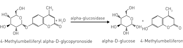 Fig. 1: Assay principle for the measurement of enzymatic activity of GAA