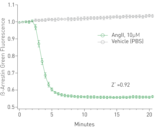 Fig. 2: β-arrestin response in HEK293T cells reports activation of the AT1R receptor following addition of Angiotensin II at t=3 minutes.