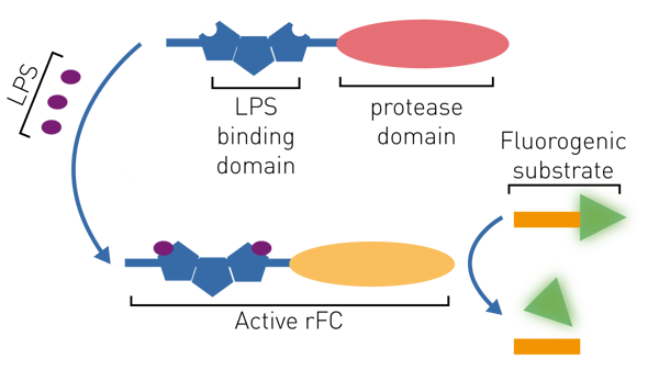 Fig. 1: Endotoxin detection based on activation of rFC. Adapted from A.P. Das, et al.3