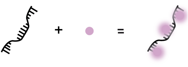 Fig. 1: The RNA Qubit dye alone has negligible ﬂuorescence; however, when combined with RNA in solution it can intercalate with the RNA and ﬂuoresce.