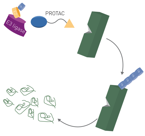 Fig. 1: Schematic of PROTAC function. PROTACs simulaneously bind an E3 ligase and a target protein to form a ternary complex. The target is then poly-ubiquitinated and degraded.