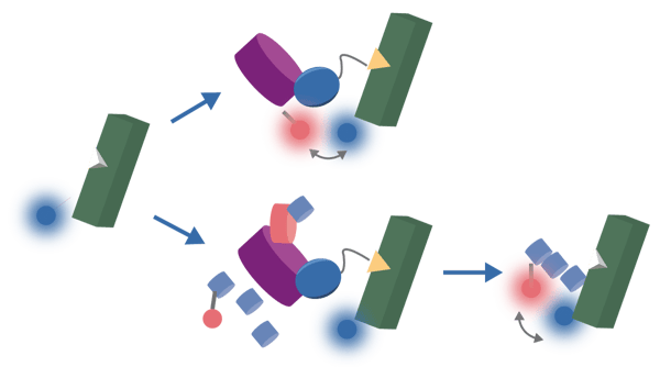 Fig. 2: NanoBRET™ ternary complex formation and ubiquitination assay principles. Kinetic, real-time assessment of PROTAC mechanism was achieved by co-expression of a fluorescently labeled HaloTag-VHL (top) or HaloTag-Ubiquitin (bottom) fusion construct with the endogenously tagged HiBiT-BRD4 protein.