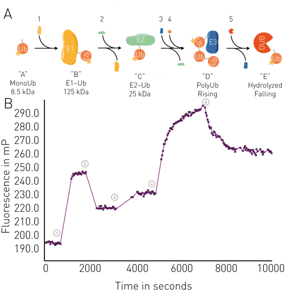 Fig. 1: UbiReal Assay Principle and Representative Data Test was run using instrument settings indicated in Materials and Methods and manually paused for protein additions which are indicated numerically (1-5) while the state of Ub transfer is indicated by letters (“A”- “E”) A) Sequential ubiquitination states monitored by UbiReal are represented schematically. B) TAMRA-labeled Ub (“A”) was monitored. At timepoint (1), E1 was added to generate the E1~Ub complex (“B”). At (2), the E2 UBE2D3 was added to form the E2~Ub complex (“C”). At (3), the bacterial E3 ligase NleL was added followed by addition of unlabeled Ub at (4) to observe polyUb chain formation (“D”). At (5), the DUB USP21 was added and Ub hydrolysis monitored (“E”). Adapted from Franklin & Pruneda1.