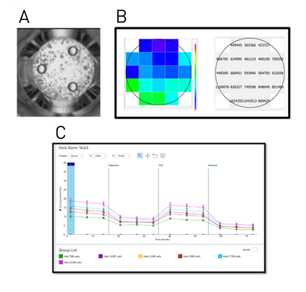 Fig. 1: Principle of normalisation of seahorse data with Hoechst stain using CLARIOstar Plus.