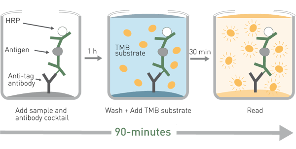Fig. 1: Schematic of SimpleStep ELISA kits Assay process. Samples are added to the well of a 384-well microplate along with the capture and detector antibody mix. The sandwich complex of antigen, capture and detector antibody is formed in solution. The complex binds to the immobilization antibody via an afﬁ nity tag on the capture antibody. After a single wash, color development can be performed followed by absorbance measurements.