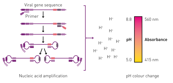 Fig. 1: Assay Principle.