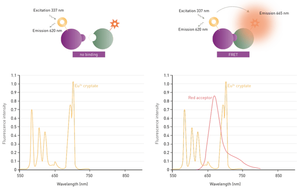 Fig. 1: CisBio HTRF assay principle.