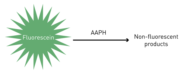 Fig. 1: Thermal decomposition of AAPH generates radicals which react with ﬂuorescein to generate non-ﬂuorescent products.