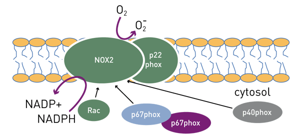 Fig. 1: Regulation of NOX2 activity.