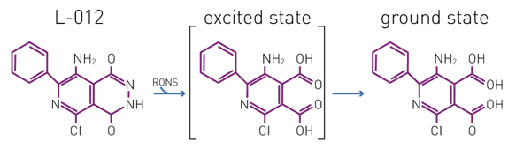 Fig. 2: L-012 Assay Principle. Structure of L-012 and indicated states are displayed (adapted from Conroy et al.4) RONS = reactive oxygen and nitrogen species.