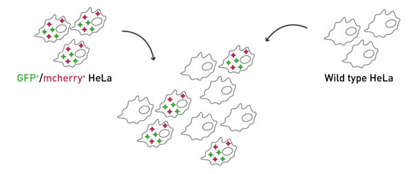 Fig. 1: Assay Principle: WT-HeLa cells and GFP+/mcherry+-HeLa cells are mixed in different ratios, representing a transfection effi ciency from 0-100%.