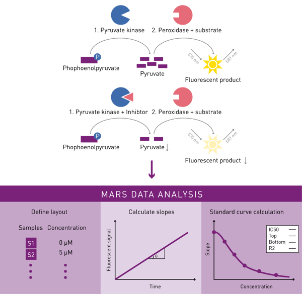 Fig. 1: Pyruvate kinase inhibitor assay principle and evaluation.