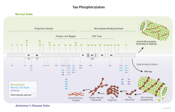 Fig. 1: Comparison of phospho-tau modifi cations in normal and  Alzheimer’s disease states phospho-tau modifi cations have  been mapped to the multiple locations shown here.  Figure copyright Cell Signaling Technology, Inc. Used with permission.