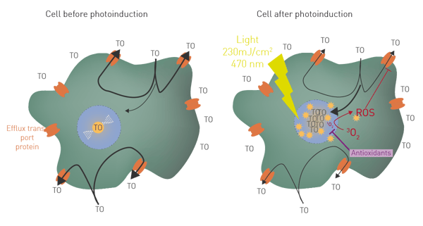 Fig. 1:  Model of AOP1 in homeostatic cell. A) in a homeostatic cell, TO is mainly removed by efflux transport, limiting its access to nucleic acids (low fluorescence). B) TO  photoinduction leads to the generation of ROS which stops its efflux triggering high fluorescence. Antioxidants may inhibit this process maintaining fluorescence low.