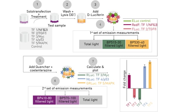 Fig. 1: Schematic overview of multiplex hextuple luciferase assaying.