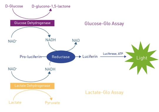 Fig. 1: Assay Principle of the lactate and the glucose assay.