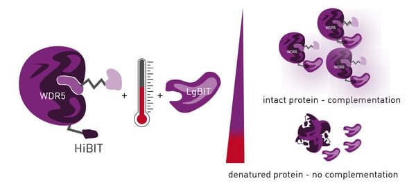 Fig. 1: Assay principle of the HiBiT CETSA. Endogenous POI (WDR5) derived from engineered cells is exposed to a temperature gradient. Subsequent LgBiT complementation distinguishes between intact POI and aggregates generating a luminescence signal corresponding to the proteins thermal stability. Figure taken from Schwalm et al.4