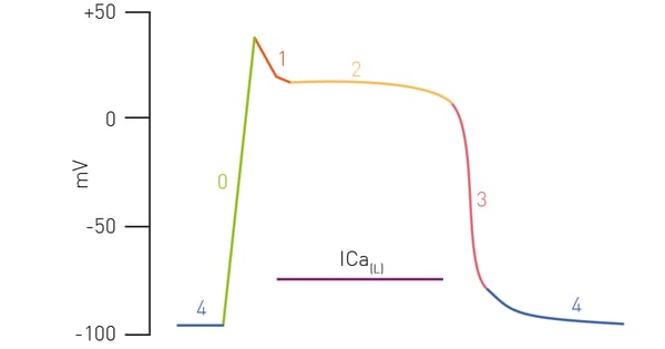 Fig. 1: Phases of calcium and cardiac action potential 0) Rapid depolarization 1) Small repolarization 2) Plateau 3) Repolarization 4) Resting potential. Calcium plays a predominant role in the plateau phase due to ion currents generated by flow of calcium through L-type channels (Ica). (Modified from Klabunde4)