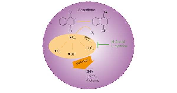 Fig. 1: Effects of menadione and N-acetyl-cysteine on cellular ROS generation.