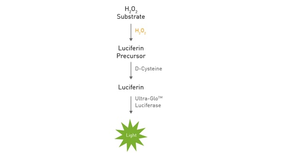 Fig. 2: Assay Principle of the ROS-Glo assay.