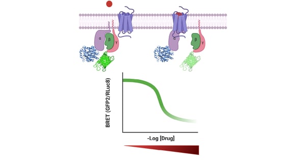 Fig. 1: Schematic of BRET2 assay for G protein dissociation of human opioid receptor.