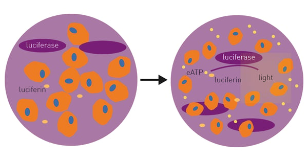 Fig. 1: Extracellular ATP Detection Assay Principle.