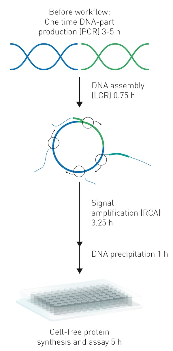 Fig. 1: Workﬂow of the HyperXpress cell-free extract protein synthesis system