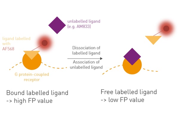 Fig. 1: Assay principle of the FP competition assay: Fluorescent tracer sCT(8-32:AF568) (orange triangle) has low polarization when free in solution but it’s ﬂuorescence is highly polarized when bound to the receptor. Upon displacement of the tracer by the unlabelled ligand, FP values are lowered.