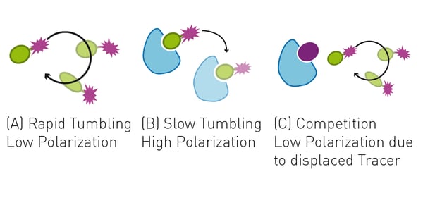 Fig. 1: Polarized excitation light is depolarized by the rapidly rotating ﬂuorescently labelled tracer peptide. Binding to the POI increases the mass of the complex leading to slower rotation and hence emission of prevalently polarised light.