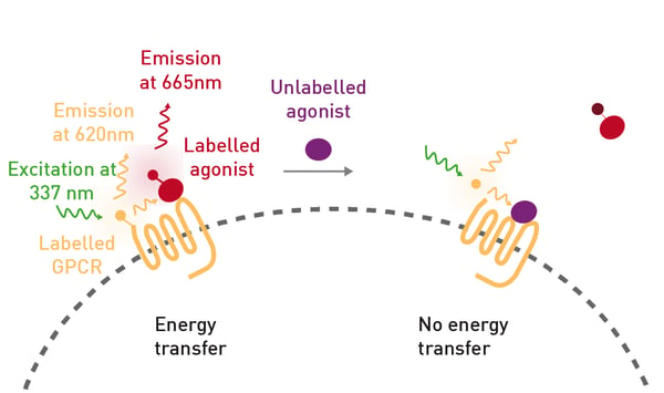 Fig. 2: Assay Principle: TR-FRET assay using CELT-335, a dual (CB1/ CB2) fluorescent ligand that serves as a TR-FRET acceptor.