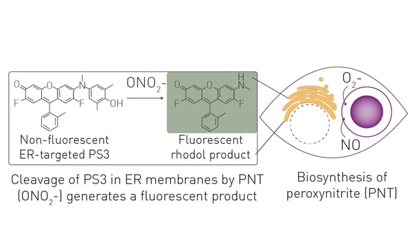 Fig. 1: Assay for detection of endogenous peroxynitrite Peroxynitrite is produced by some phagocytic cells when nitric oxid (NO) and superoxide (O2-) react during antibodydependent cellular phagocytosis. The sensor PS3 is targeted to the endoplasmic reticulum (ER) membrane to be close to phagosomes that generate peroxynitrite. Upon cleavage by peroxynitrite, much of the fluorescent rhodol product of PS3 remains associated with ER but some moves to other cells and accumulates in media.
